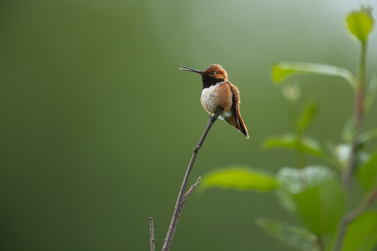 Rufous Hummingbird - ML635282320