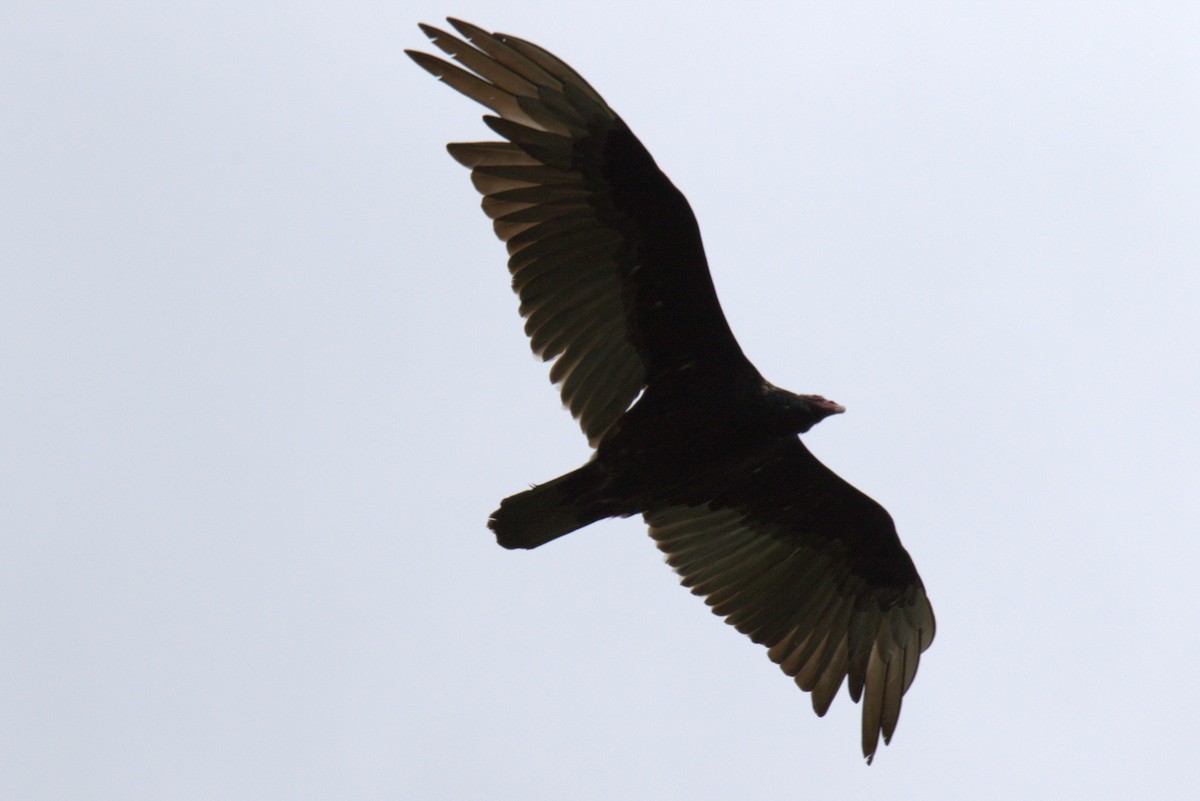 Turkey Vulture - ML635282430