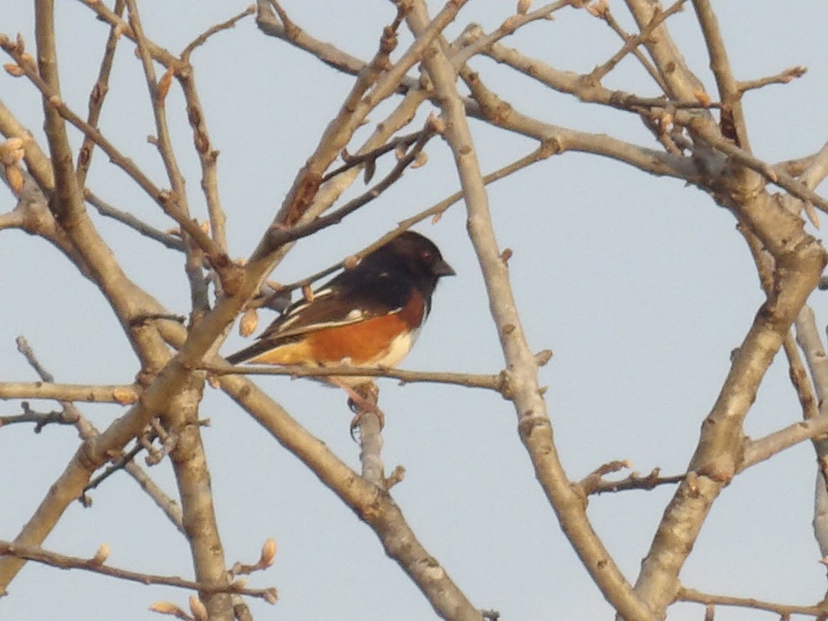 Eastern Towhee - ML635282446