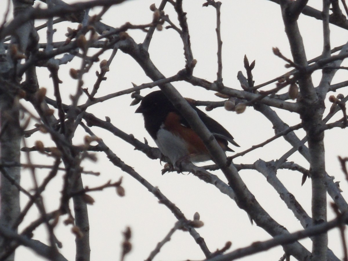 Eastern Towhee - ML635282449