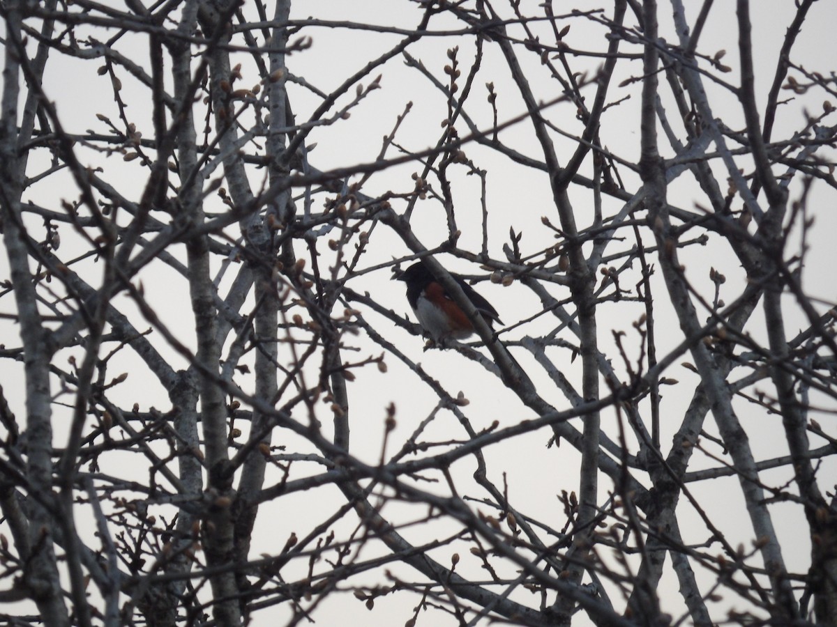 Eastern Towhee - ML635282451