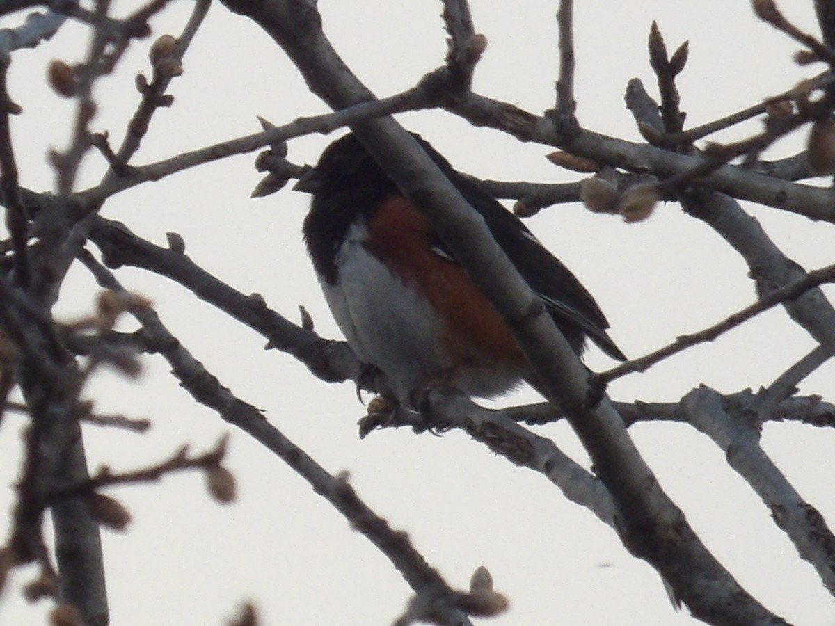 Eastern Towhee - ML635282452