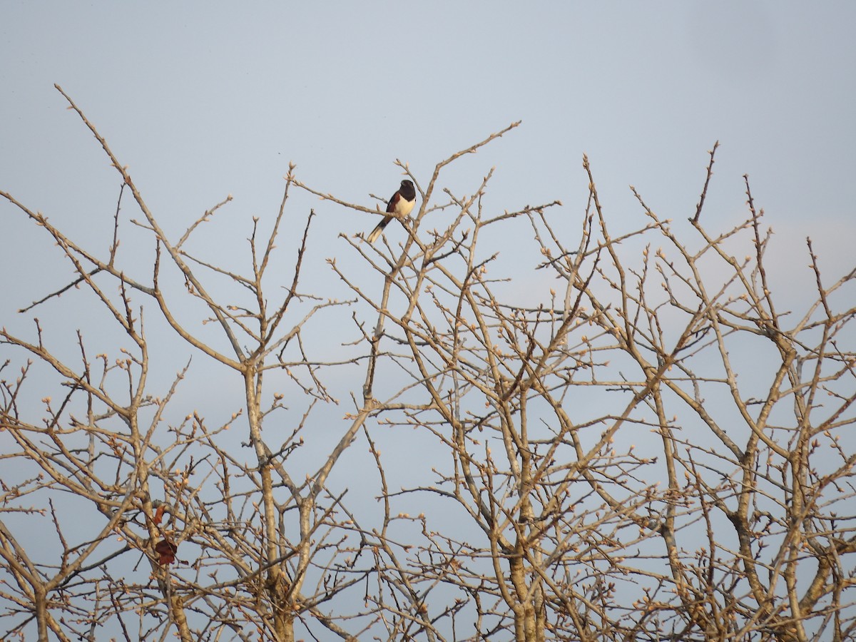 Eastern Towhee - ML635282453