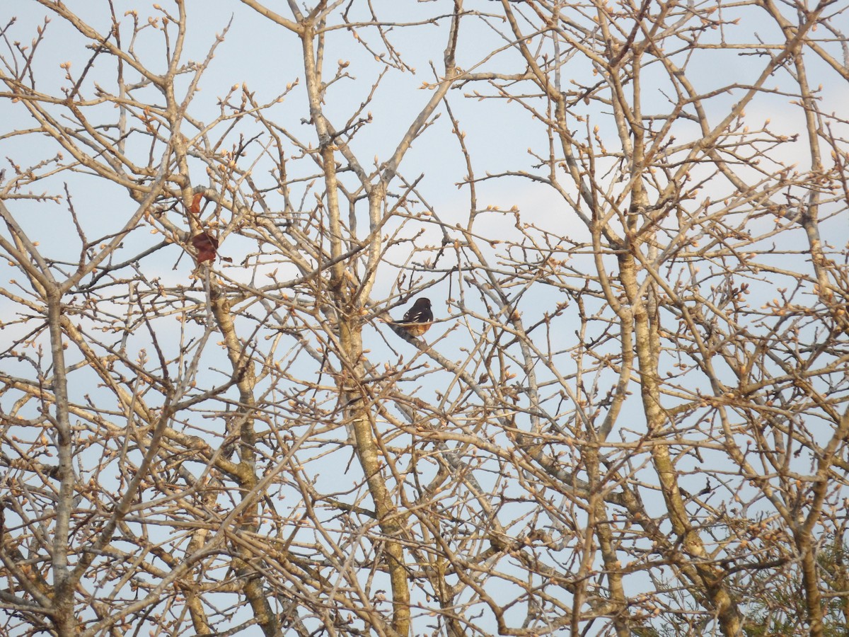 Eastern Towhee - ML635282454