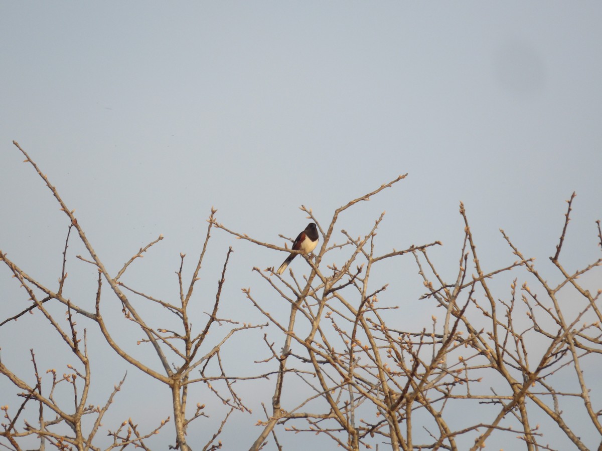 Eastern Towhee - ML635282455