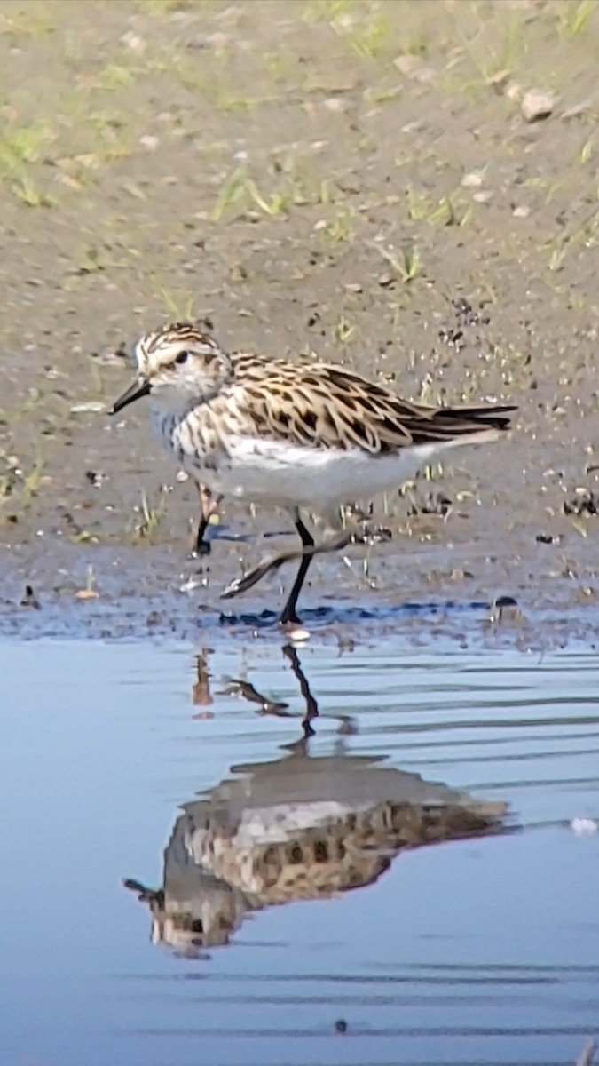 Semipalmated Sandpiper - ML635282458