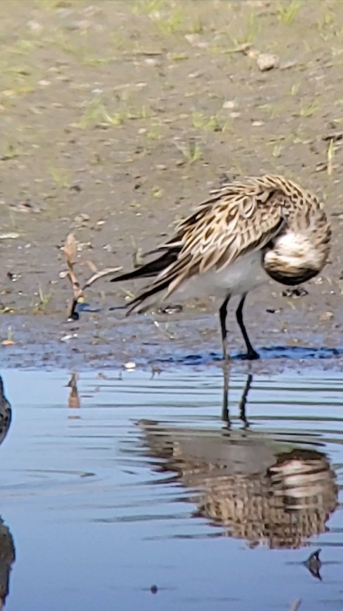 Semipalmated Sandpiper - ML635282460