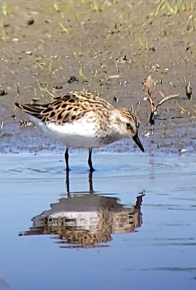 Semipalmated Sandpiper - ML635282463