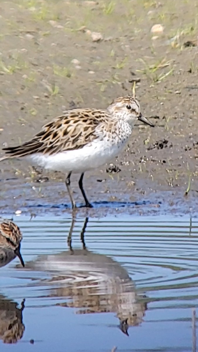 Semipalmated Sandpiper - ML635282466