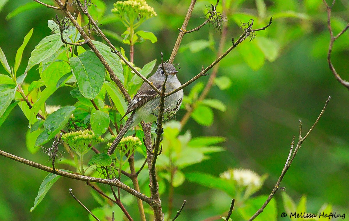 Dusky Flycatcher - ML635282475