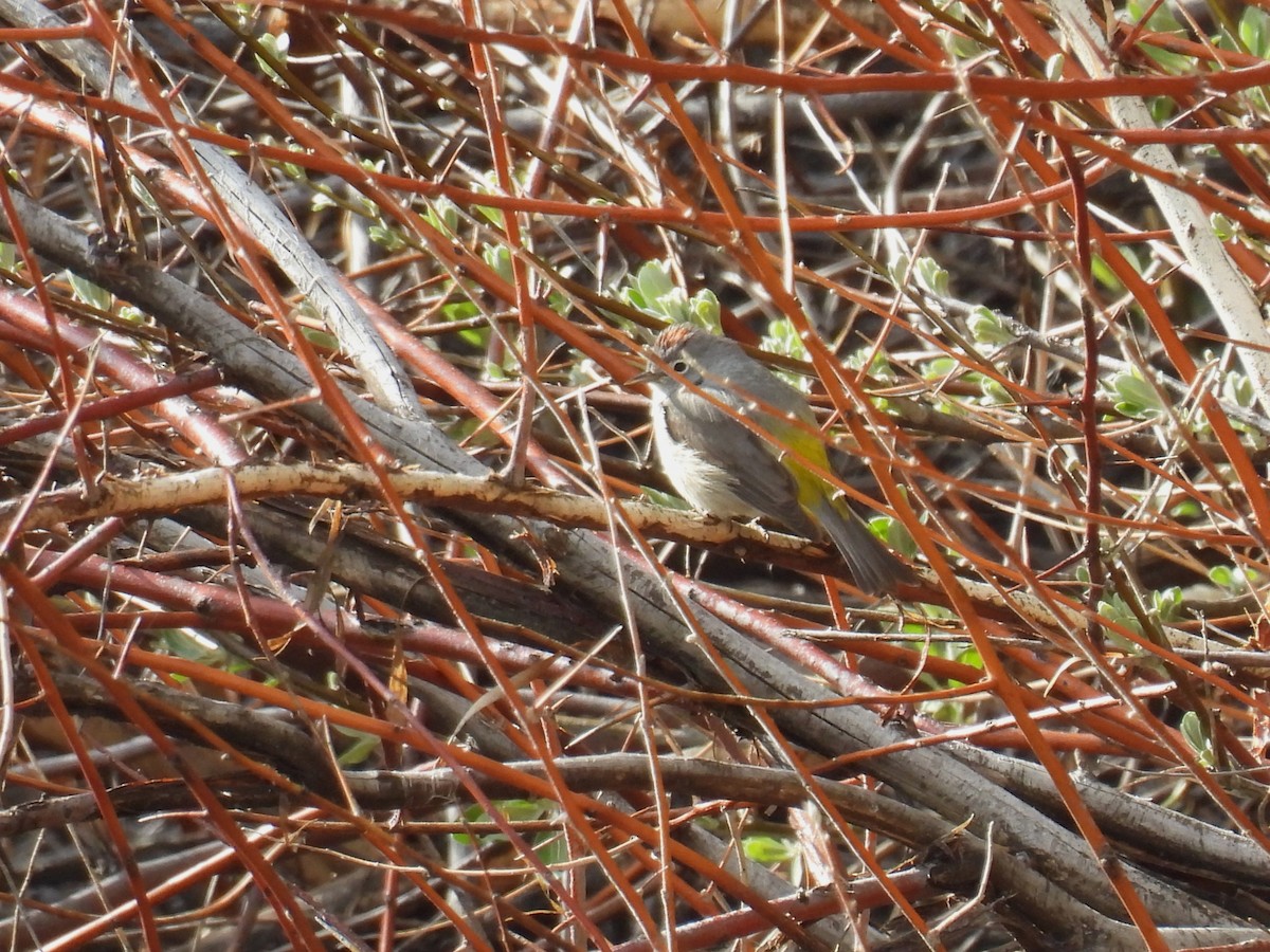 Virginia's Warbler - ML635282657