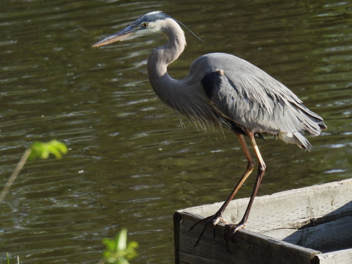 Great Blue Heron - ML635282686