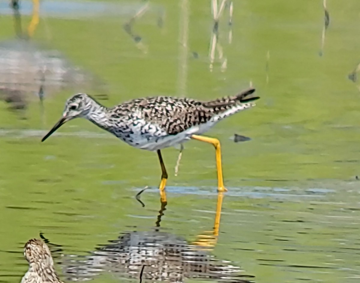 Greater Yellowlegs - ML635282739