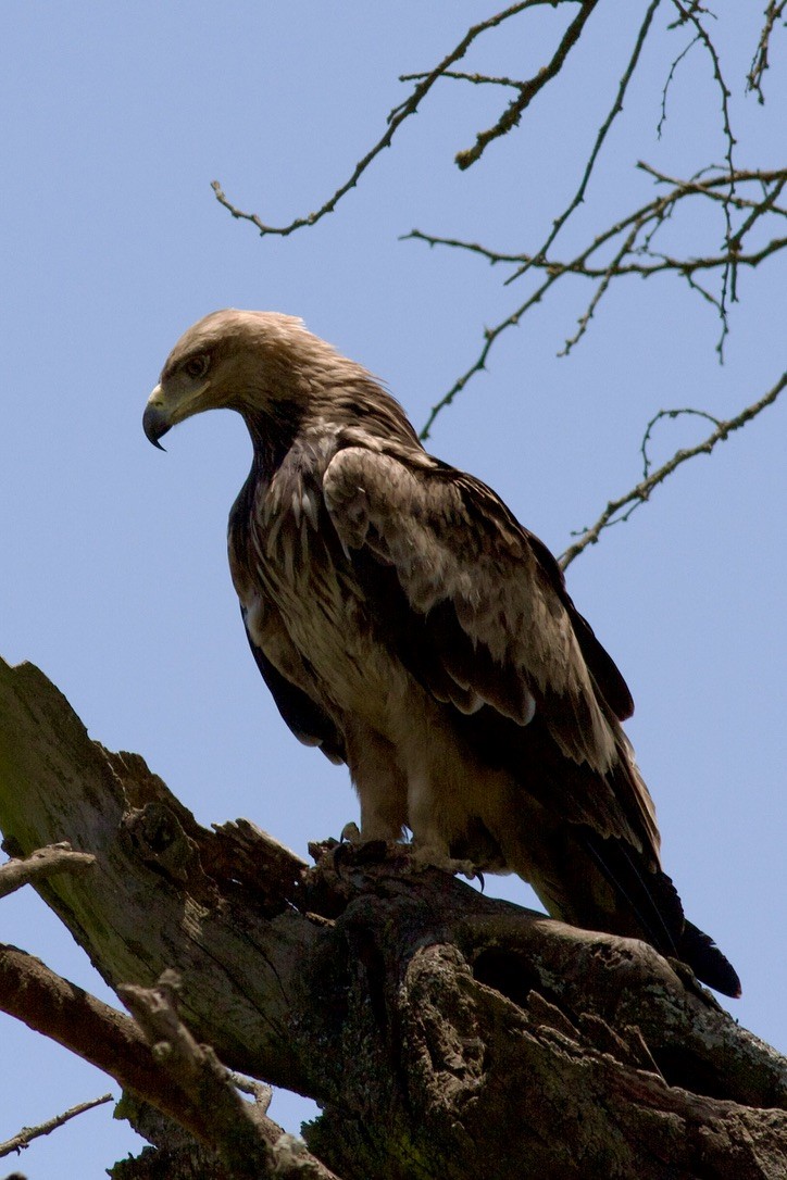 Tawny Eagle - ML635282765