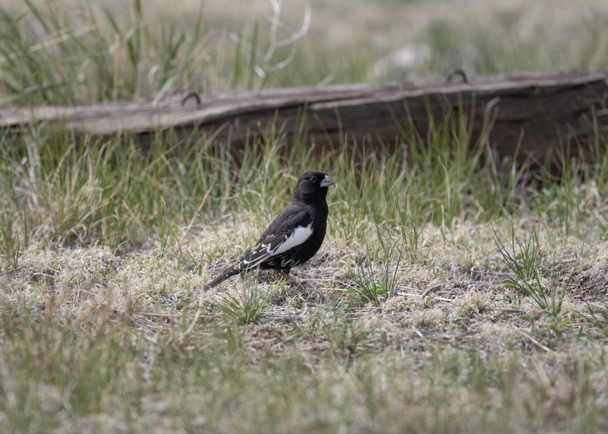 Lark Bunting - ML635282776