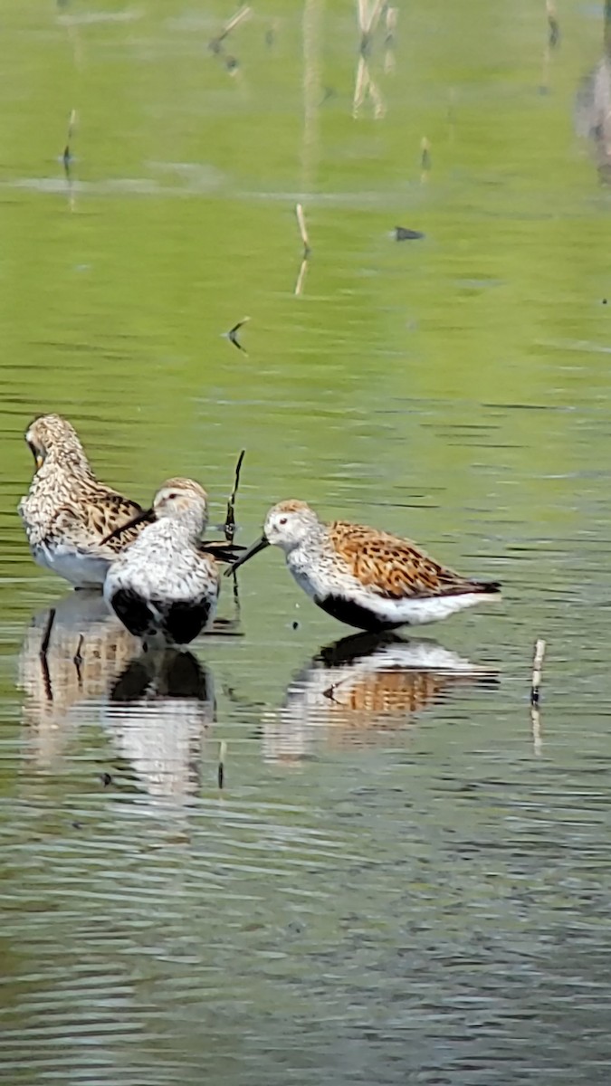 Dunlin - ML635282799