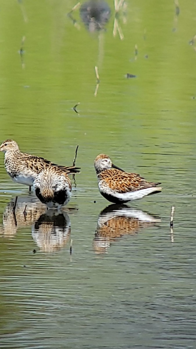 Dunlin - ML635282801