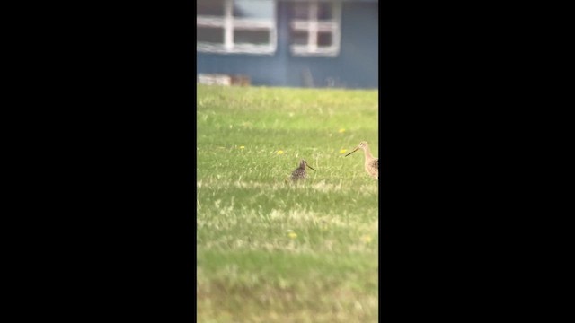 Hudsonian Godwit - ML635282956