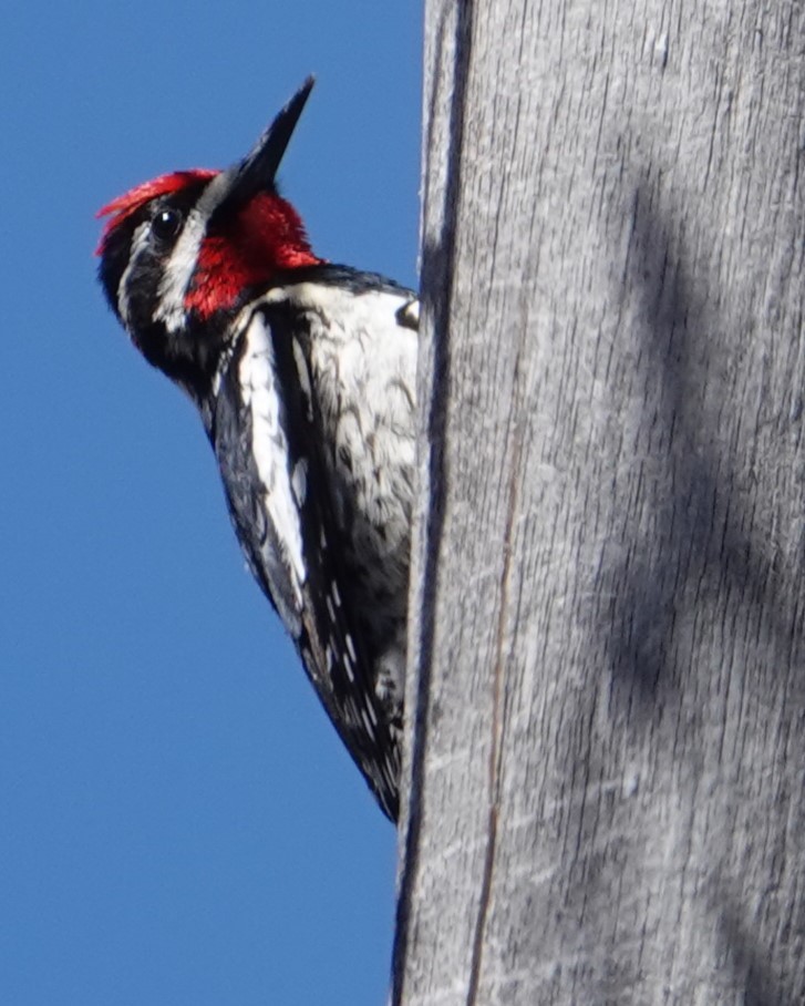 Red-naped Sapsucker - ML635282980