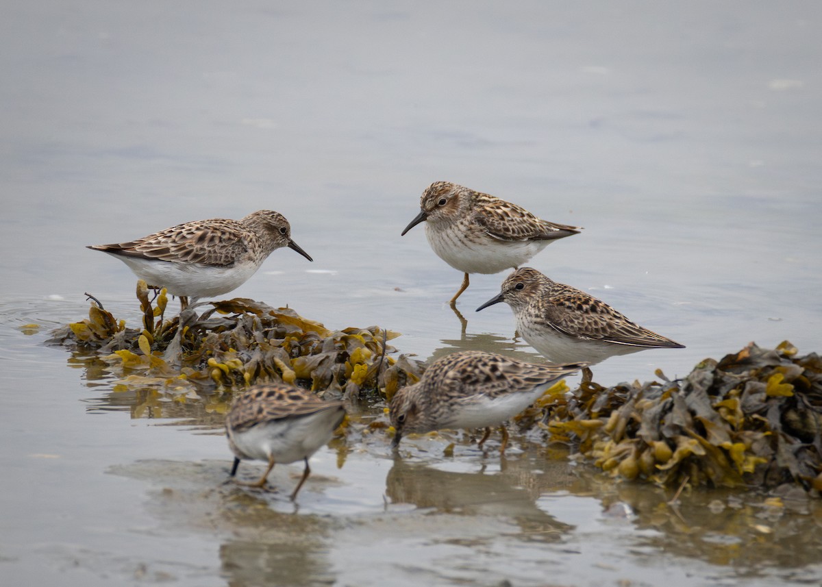 pygmésnipe - ML635282984