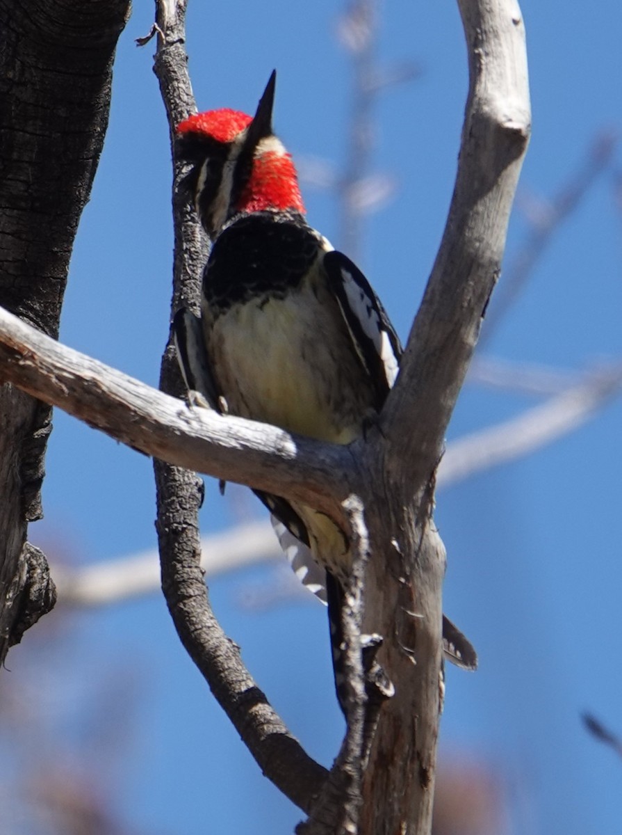 Red-naped Sapsucker - ML635282993