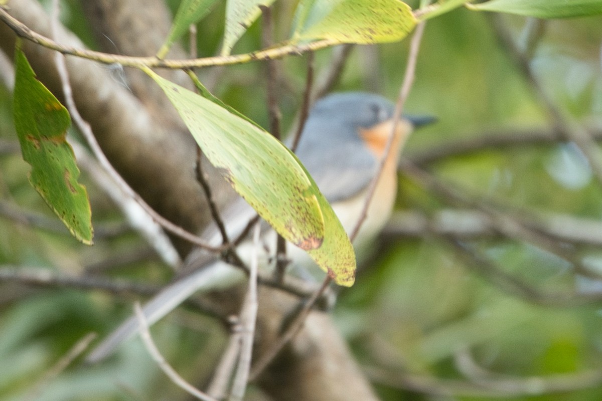 Leaden Flycatcher - ML635283015