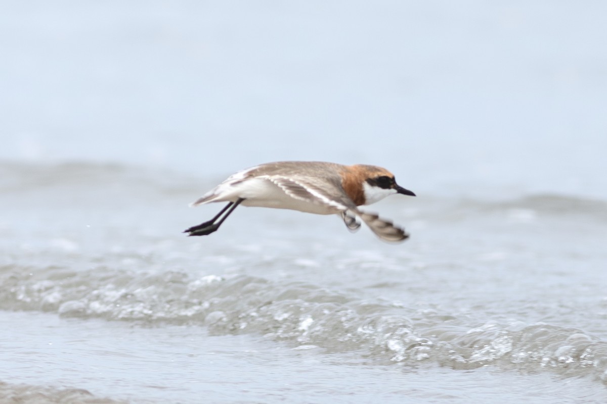 Tibetan Sand-Plover - ML635283050