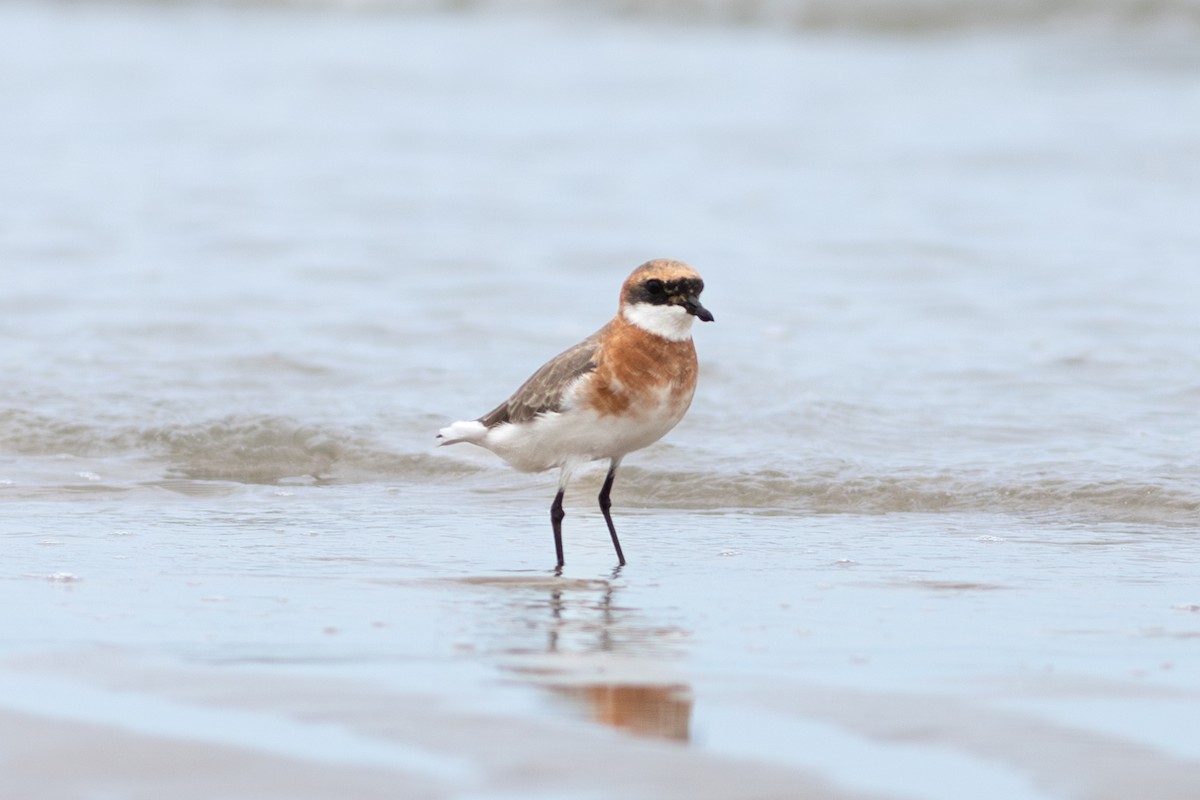 Tibetan Sand-Plover - ML635283052
