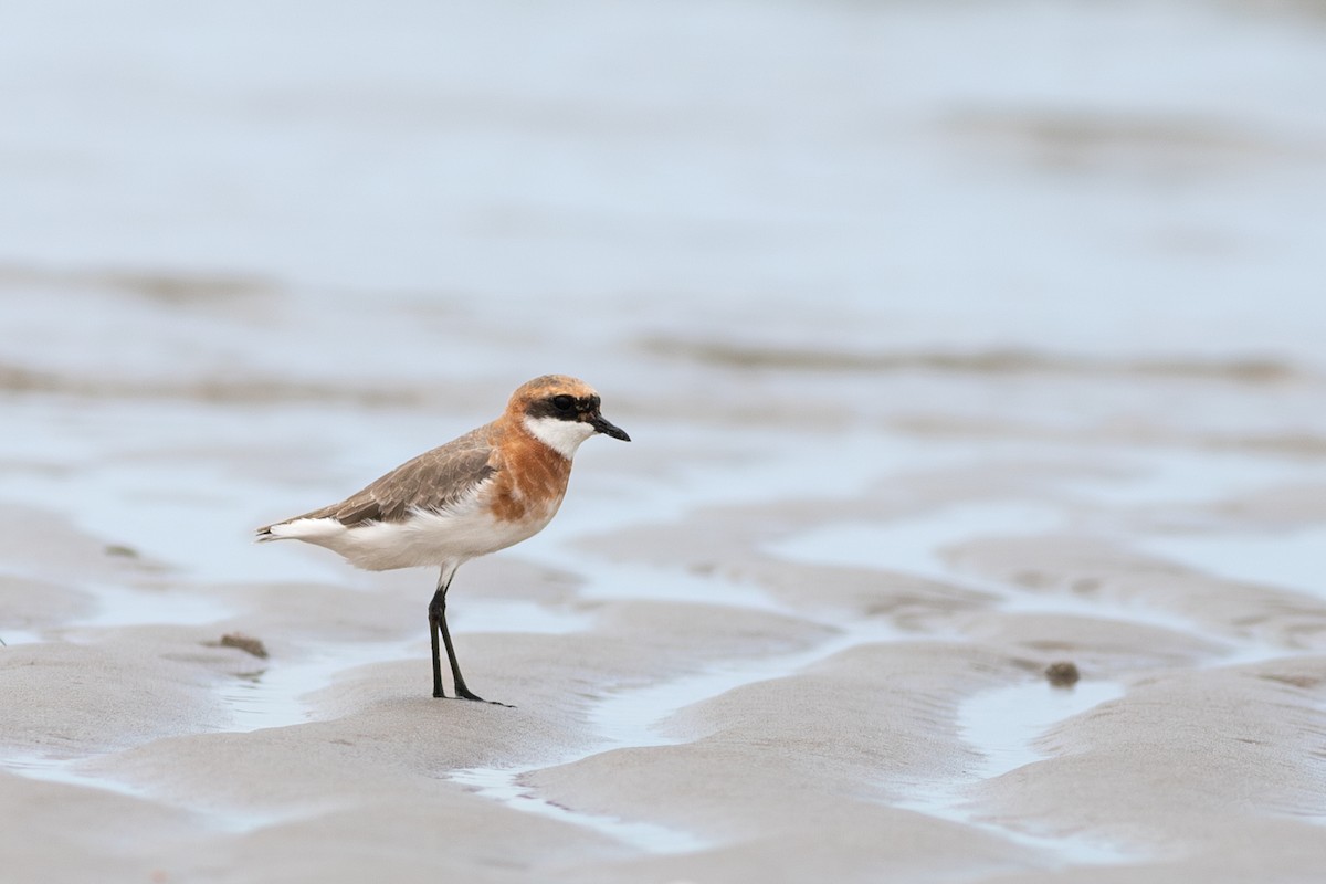Tibetan Sand-Plover - ML635283053