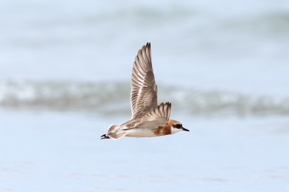 Tibetan Sand-Plover - ML635283057