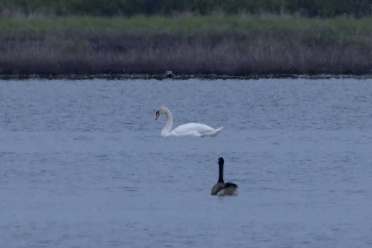 Хуруут хун - ML635283090