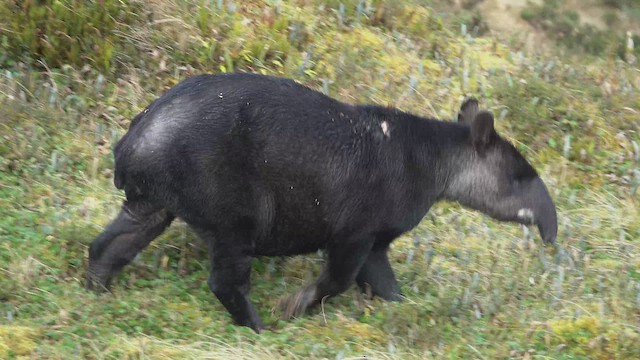 Mountain Tapir - ML635283185