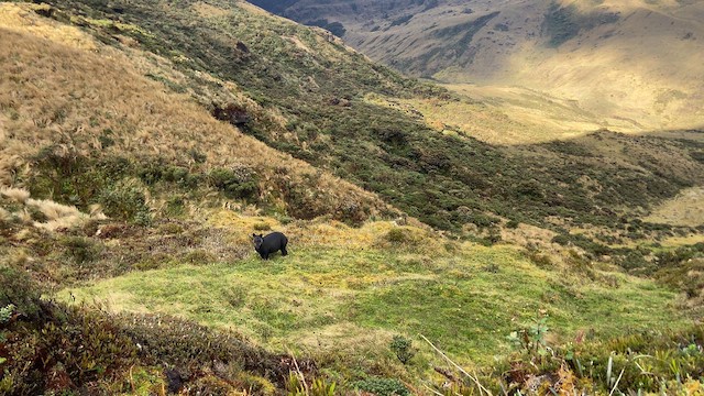 Mountain Tapir - ML635283186