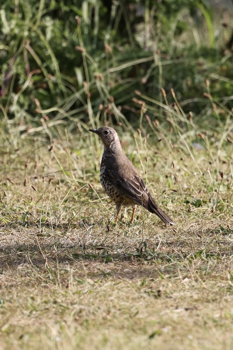 Mistle Thrush - ML635283530