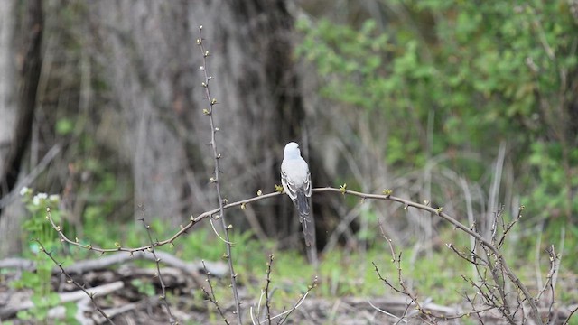 Scissor-tailed Flycatcher - ML635283569