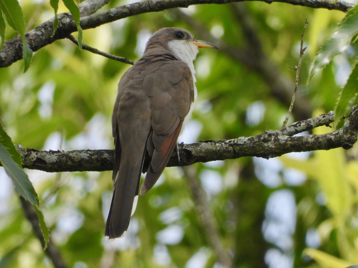 Yellow-billed Cuckoo - ML635283639