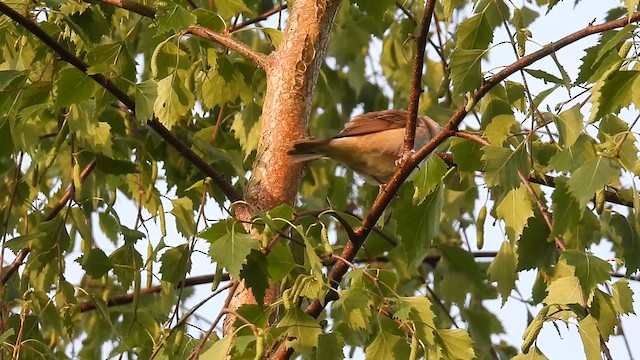 Garden Warbler - ML635283645