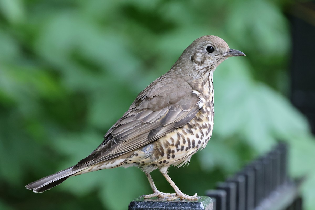 Mistle Thrush - ML635283798