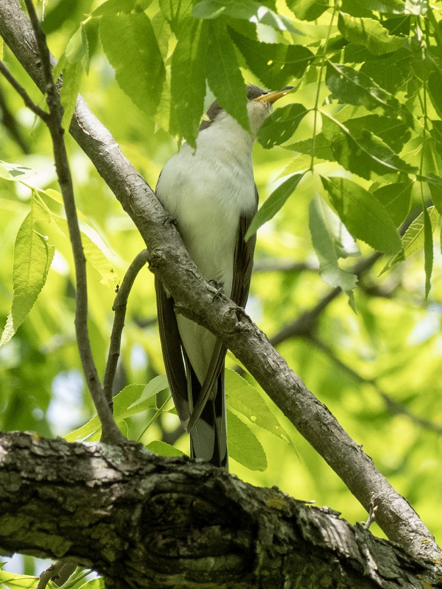 Yellow-billed Cuckoo - ML635283805