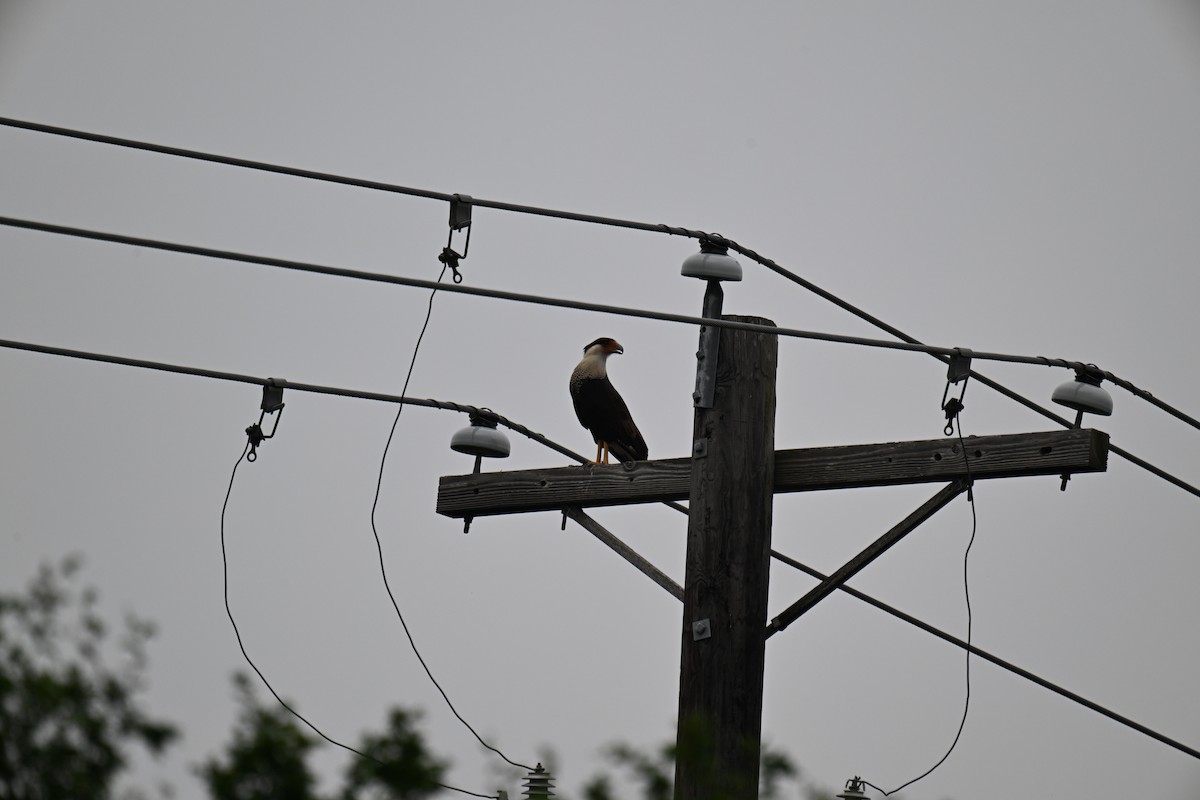 Crested Caracara - ML635283823