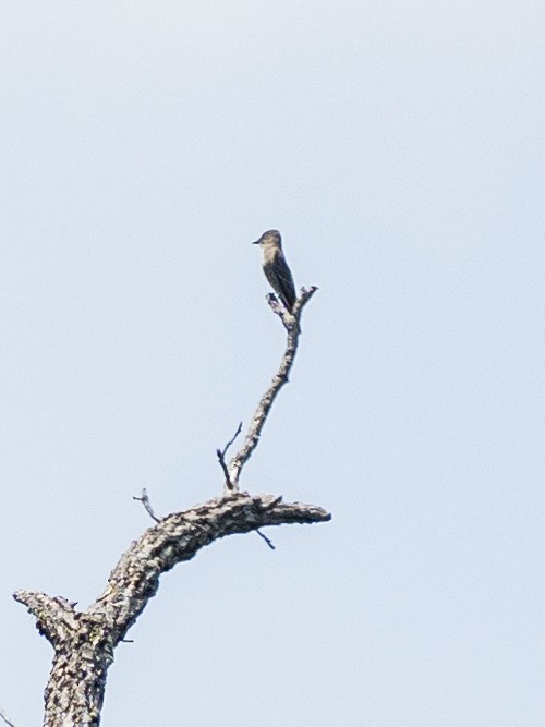 Olive-sided Flycatcher - ML635283824