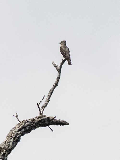 Olive-sided Flycatcher - ML635283825