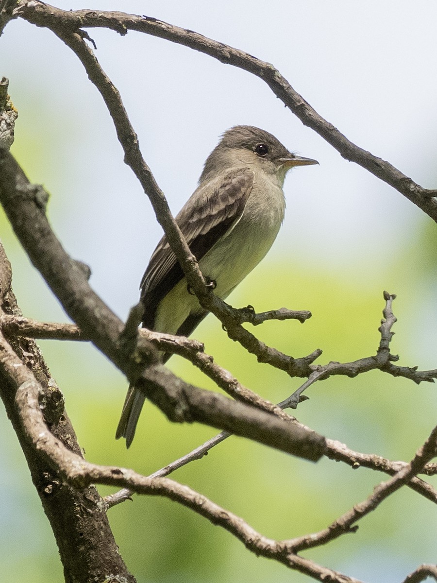 Eastern Wood-Pewee - ML635283838