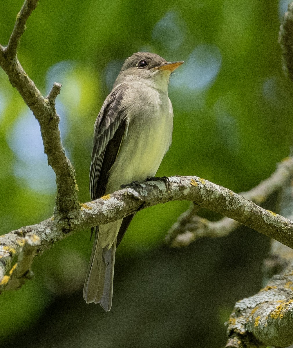 Eastern Wood-Pewee - ML635283839