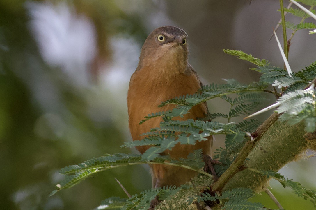 Rufous Chatterer - ML635283846