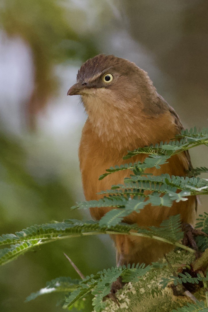 Rufous Chatterer - ML635283847
