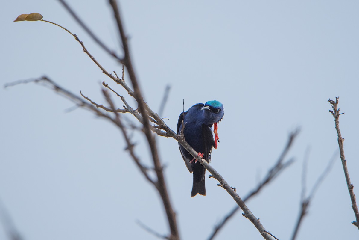 Red-legged Honeycreeper - ML635283849