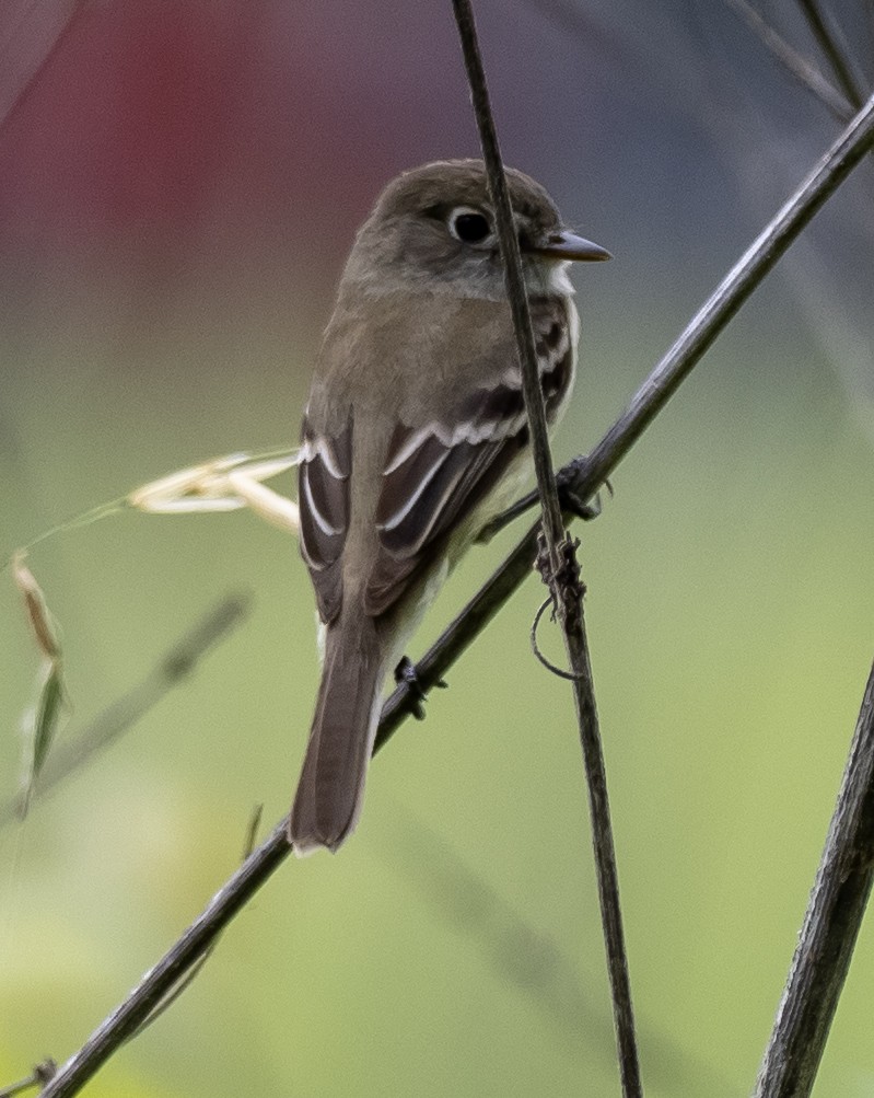 Least Flycatcher - ML635283855
