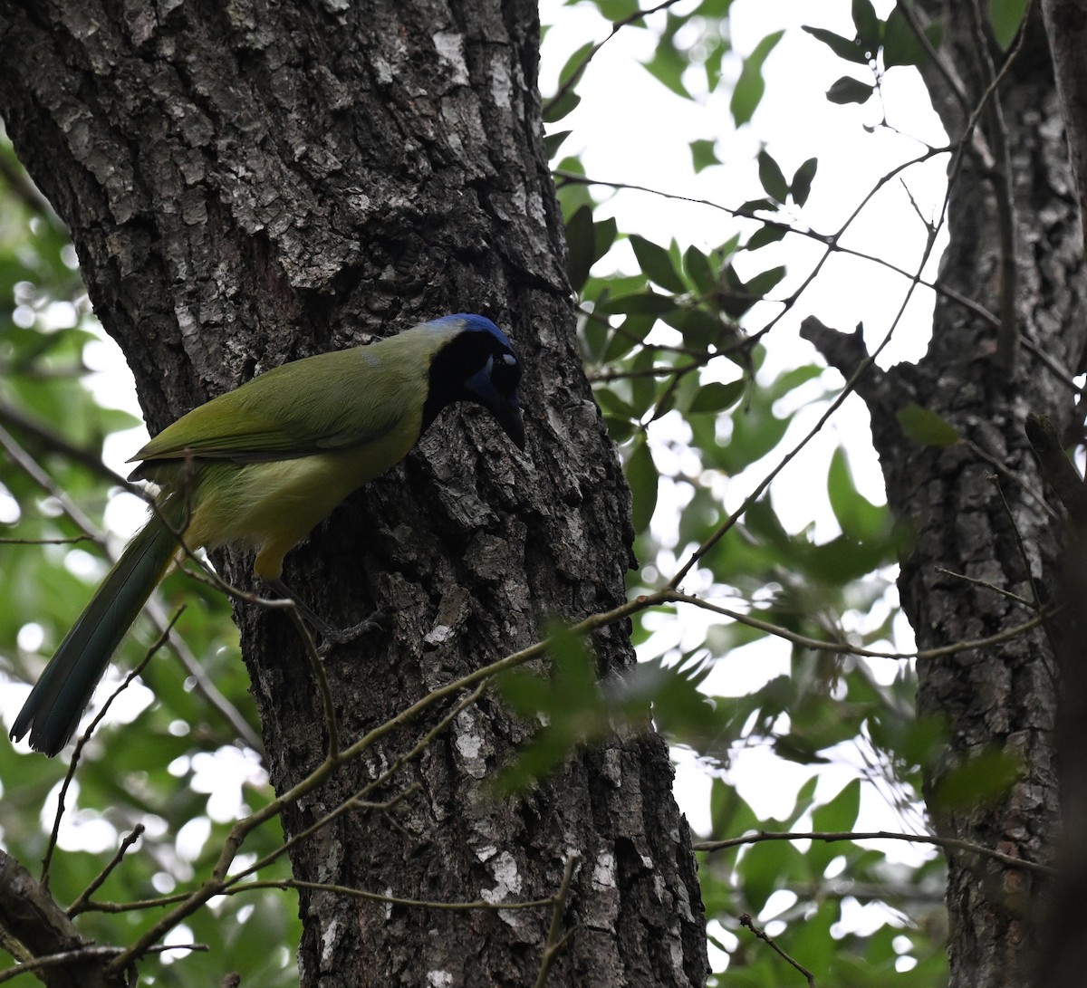 Chara Verde - ML635283856