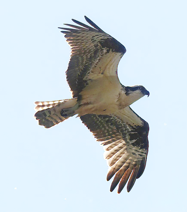 Osprey - ML635283870